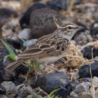 Fawn-colored Lark